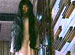 �������á��裲�á�GHOST GATE #2