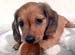Dog��s Heart�ظ��ε������١��ߥ˥��奢�����å����ե�ɡ�