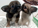 Dog��s Heart�ظ��ε������١�������