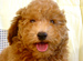 Dog��s Heart�ظ��ε������١��ȥ����ס��ɥ��