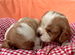 Dog's Heart�ظ��ε�������
