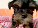 Dog��s Heart�ظ��ε������١��衼�����㡦�ƥꥢ��