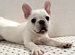 Dog's Heart�ظ��ε�������