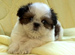 Dog��s Heart�ظ��ε������١�����������