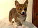 Dog��s Heart�ظ��ε������١�������å��塦����������