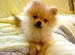 Dog��s Heart�ظ��ε������١��ݥ��˥����