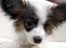 Dog��s Heart�ظ��ε������١��ѥԥ���