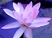 HEALING TANK��BLISS OF HEART SHELTER��