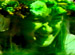 HEALING TANK��LAUGHING MAN��