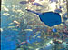 AQUARIUM RELAXATION ���ѥΥ��������