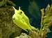 AQUARIUM RELAXATION ����̯������ʪPart1��