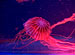 AQUARIUM RELAXATION ����̯������ʪPart2��