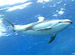 AQUARIUM RELAXATION �����륫�����ο�²�ۡ�