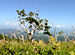 �̳�ƻ Summer Days 9th ��Green��Blue��
