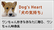 Dog��s Heart�ָ��ε������ץ�����󹥤��ʤ��ʤ���£�롢������������