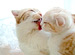 ���ޤ췻��ܥ��������ޤ췻��Ǥ���