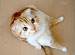 ���ޤ췻����յ�