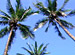 �ϥ磻��BestEssence��BLUE HAWAII