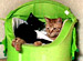 ����Ȥ�ȤϤ���졡�ϡ��ȥե�ࡼ�ӡ���������4