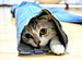 �ˤ�󤳤�ȡ��������äȾФ���ͥ��ͥ�ư�衡�ۥ�ȤϤ���ʤ��ȸ��äƤ��ꤷ�ơ�