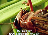 アフリカ・バッタの襲撃