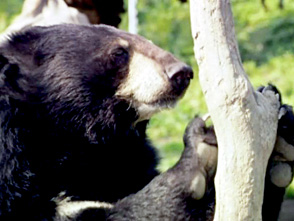 野生動物