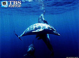 �ǲ��Dolphin Swims���ɥ�ե��󥹥������