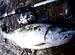 ����ȥ����������륢�� 6��FISHING BUM �̳�ƻ ƻ��γ������饲�����