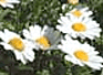 Web�饸��