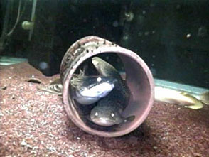 古代魚アクアリウム 水中CCD撮影　ポリプテルス／レピドシレン・パラドクサ（肺魚）