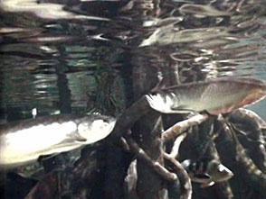 古代魚アクアリウム 水中CCD撮影　ピラルク／シルバーアロワナ