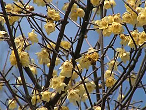 花名所百景 ロウバイ 宝登山 埼玉 ライフ カルチャー パソコンでもスマホでも 動画を見るならshowtime ショウタイム