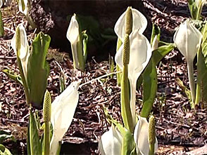 花名所百景 水芭蕉 越本 水芭蕉の森 群馬 ライフ カルチャー パソコンでもスマホでも 動画を見るならshowtime ショウタイム