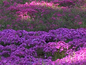 花名所百景 芝桜 羊山公園 埼玉 ライフ カルチャー パソコンでもスマホでも 動画を見るならshowtime ショウタイム