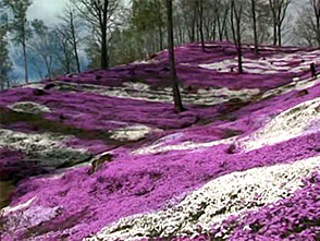 花名所百景 芝桜 藻琴山温泉芝桜公園 北海道 ライフ カルチャー パソコンでもスマホでも 動画を見るならshowtime ショウタイム 花名所百景 芝桜 藻琴山温泉芝桜公園 北海道 ライフ カルチャー パソコンでもスマホでも 動画を見るならshowtime ショウタイム