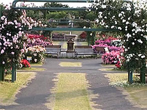 花名所百景 バラ 京成バラ園 千葉 ライフ カルチャー パソコンでもスマホでも 動画を見るならshowtime ショウタイム