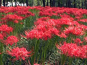 花名所百景 曼珠沙華 彼岸花 巾着田 埼玉 ライフ カルチャー パソコンでもスマホでも 動画を見るならshowtime ショウタイム