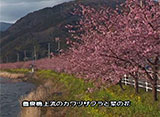 さくら 名所名木を訪ねて 河津桜（静岡）