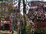 さくら 名所名木を訪ねて 兼六園・金沢城公園周辺（石川）