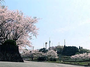 さくら 名所名木を訪ねて 日本平 静岡 ライフ カルチャー パソコンでもスマホでも 動画を見るならshowtime ショウタイム