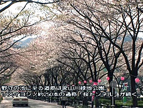 さくら 名所名木を訪ねて 大井川鐵道と家山の桜トンネル（静岡）