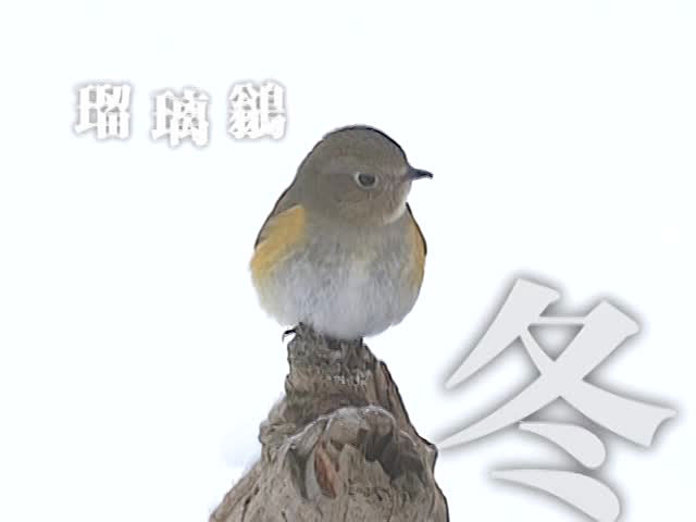 野鳥歳時記 春夏秋冬 オープニング ライフ カルチャー パソコンでもスマホでも 動画を見るならshowtime ショウタイム