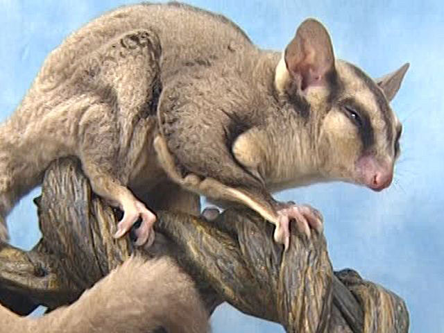 ウサギとリス その他の仲間たち フクロモモンガ タイリクモモンガ ライフ カルチャー パソコンでもスマホでも 動画を見るならshowtime ショウタイム