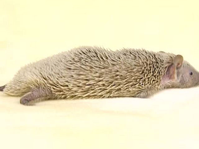 ハムスターとフェレット その他の仲間たち ハリネズミ ヒメハリテンレック ライフ カルチャー パソコンでもスマホでも 動画を見るならshowtime ショウタイム