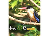 日本の珍鳥 映像図鑑 オープニング