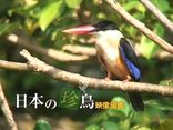 日本の珍鳥 映像図鑑